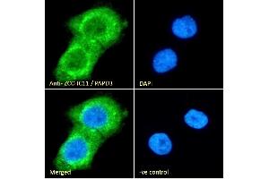 (ABIN184577) Immunofluorescence analysis of paraformaldehyde fixed A431 cells, permeabilized with 0.