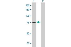 Western Blot analysis of GALNT14 expression in transfected 293T cell line by GALNT14 MaxPab polyclonal antibody. (GALNT14 antibody  (AA 1-552))