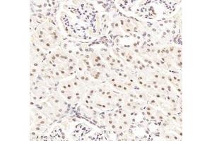 Immunohistochemistry (Paraffin-embedded Sections) (IHC (p)) image for anti-RNA Binding Motif Protein 8A (RBM8A) antibody (ABIN7075478)
