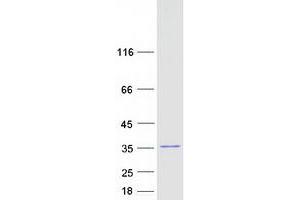 Validation with Western Blot (IMPA1 Protein (Transcript Variant 1) (Myc-DYKDDDDK Tag))