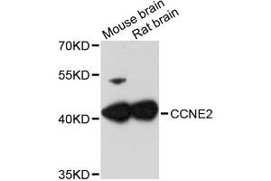 Western blot analysis of extracts of various cell lines, using CCNE2 antibody (ABIN1871553) at 1:3000 dilution. (Cyclin E2 antibody)