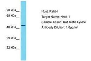 Image no. 1 for anti-NK1 Homeobox 1 (NKX1-1) (AA 114-163) antibody (ABIN6750298) (NKX1-1 antibody  (AA 114-163))