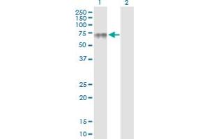 Western Blot analysis of PLA2G3 expression in transfected 293T cell line by PLA2G3 MaxPab polyclonal antibody. (PLA2G3 antibody  (AA 1-509))