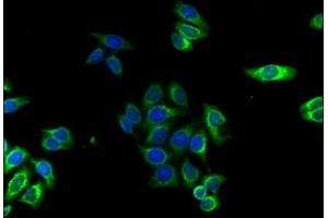Immunofluorescence staining of HepG2 cells with ABIN7142910 at 1:120,counter-stained with DAPI. (AKAP7 antibody  (AA 1-81))