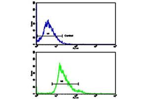 Flow cytometric analysis of HepG2 cells using CKM polyclonal antibody (bottom histogram) compared to a negative control cell (top histogram). (CKM antibody  (C-Term))