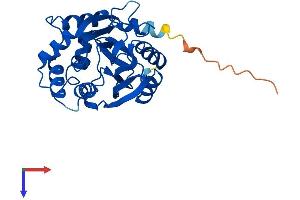 PNMT Protein (AA 1-282) (His tag)