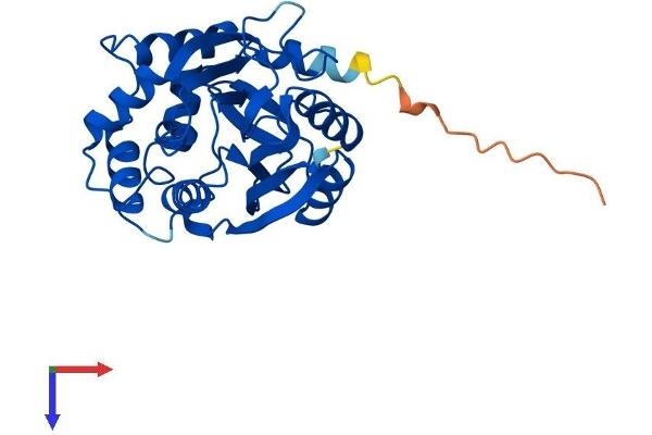 PNMT Protein (AA 1-282) (His tag)