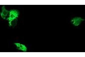 Image no. 2 for anti-NIMA (Never In Mitosis Gene A)-Related Kinase 11 (NEK11) antibody (ABIN1499682) (NEK11 antibody)