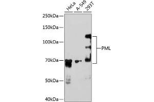 Western blot analysis of extracts of various cell lines, using PML antibody (ABIN7269565) at 1:1000 dilution. (PML antibody)