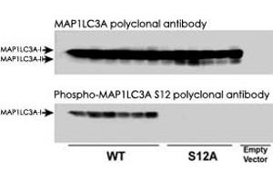 Immunoblots of Phospho-MAP1LC3A in CHO cell culture. (MAP1LC3A antibody  (pSer12))
