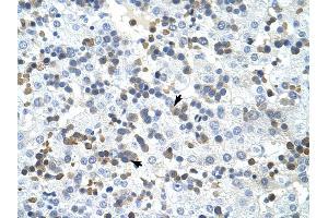 PRMT2 antibody was used for immunohistochemistry at a concentration of 4-8 ug/ml to stain Liver cell (arrows) in Human Liver.