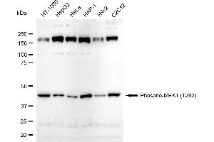 Western blotting analysis using Phospho-MEK1 (T292) antibody (ABIN7799463). (Recombinant MEK1 antibody  (pThr292))