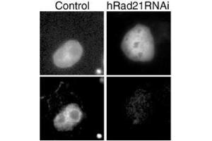 Immunofluorescence (IF) image for anti-RAD21 Homolog (RAD21) (C-Term) antibody (ABIN2452087) (RAD21 antibody  (C-Term))