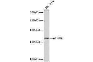ATP8B3 antibody  (AA 600-900)