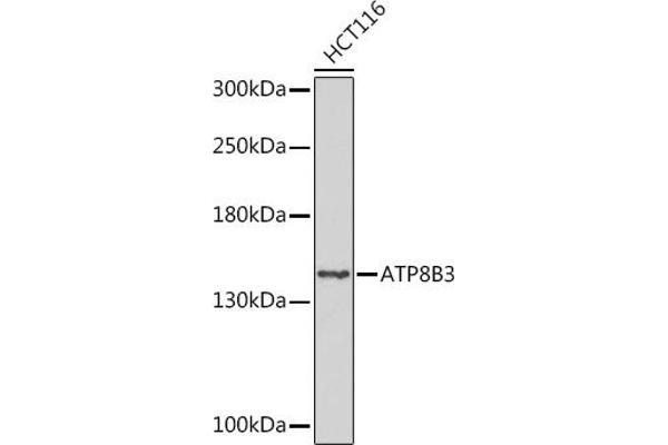 ATP8B3 抗体  (AA 600-900)
