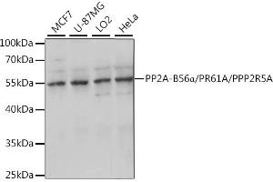Western blot analysis of extracts of various cell lines, using PP2A-B56α/PR61A/PP2A-B56α/PR61A/PPP2R5A antibody (ABIN7269688) at 1:1000 dilution. (PPP2R5A antibody  (AA 50-130))