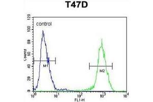 Flow cytometric analysis of T47D cells using ARHGAP19 Antibody (Center) Cat. (ARHGAP19 antibody  (Middle Region))