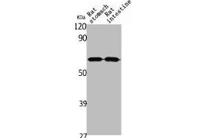 ANGPTL1 anticorps  (N-Term)