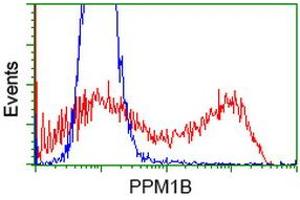 Image no. 2 for anti-Protein Phosphatase, Mg2+/Mn2+ Dependent, 1B (PPM1B) antibody (ABIN1500371)