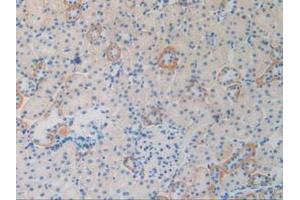 IHC-P analysis of Rat Kidney Tissue, with DAB staining. (2B4 antibody  (AA 20-221))