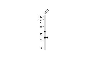 Western blot analysis of lysate from A431 cell line, using JAM2 Antibody at 1:1000 at each lane. (JAM2 antibody  (N-Term))