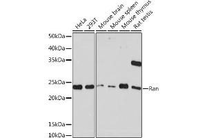 Western blot analysis of extracts of various cell lines, using Ran Rabbit mAb (ABIN7269847) at 1:1000 dilution. (RAN antibody)