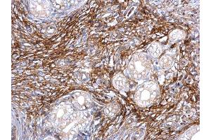 IHC-P Image ITI-H3 antibody [N1N3] detects ITI-H3 protein at secreted on mouse cervix by immunohistochemical analysis. (ITIH3 antibody)