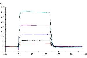 Human B7-H7, hFc Tag captured on CM5 Chip via Protein A can bind Human KIR3DL3, His Tag with an affinity constant of 334 nM as determined in SPR assay (Biacore T200). (KIR3DL3 Protein (His-Avi Tag))