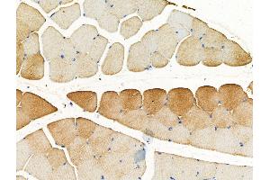 anti-SRA Stem-Loop Interacting RNA Binding Protein (SLIRP) (C-Term) antibody