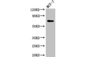 Western Blot Positive WB detected in: MCF-7 whole cell lysate All lanes: KARS antibody at 2. (KARS antibody  (AA 101-400))