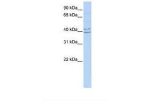 PYHIN1 antibody  (AA 38-87)