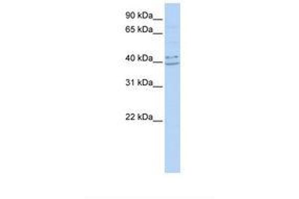 PYHIN1 antibody  (AA 38-87)