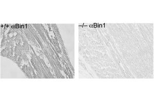Immunohistochemistry of Mouse Anti-BIN1 antibody. (BIN1 antibody)