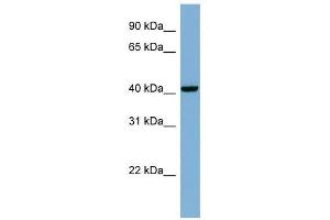 PLEKHA9 antibody used at 1 ug/ml to detect target protein. (PLEKHA9 antibody)