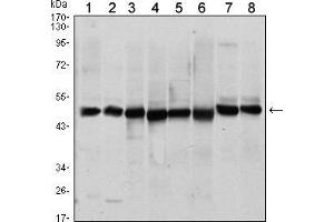 Western blot analysis using ST13 mouse mAb against A431 (1), HEK293 (2), Hela (3), HepG2 (4), Jurkat (5), K562 (6), L121O (7) and MCF-7 (8) cell lysate. (HSC70 Interacting Protein HIP antibody)