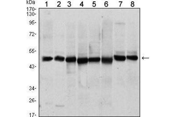 HSC70 Interacting Protein HIP 抗体