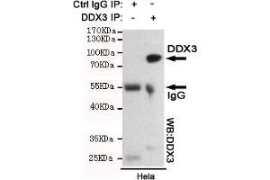 Immunoprecipitation analysis of Hela cell lysates using DDX3 mouse mAb. (DDX3X antibody)
