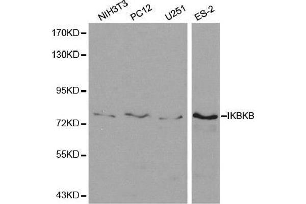 IKBKB antibody  (AA 630-730)