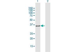 Western Blot analysis of GPD1L expression in transfected 293T cell line by GPD1L MaxPab polyclonal antibody. (GPD1L antibody  (AA 1-351))