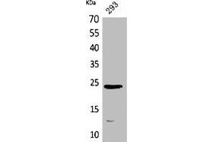 Western Blot analysis of 293 cells using MDA-7 Polyclonal Antibody.