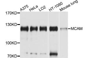 Western blot analysis of extracts of various cell lines, using MCAM antibody (ABIN5975348) at 1/1000 dilution. (MCAM antibody)
