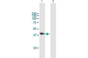Western Blot analysis of TRIM63 expression in transfected 293T cell line by TRIM63 MaxPab polyclonal antibody. (TRIM63 antibody  (AA 1-353))