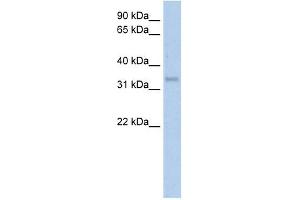 Carbonic Anhydrase IV antibody used at 5 ug/ml to detect target protein. (CA4 antibody  (Middle Region))