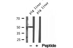 Western blot analysis of extracts of pig liver tissue, using NR1H2 antibody.