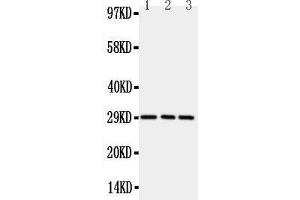 Anti-CD134/OX40 antibody,  Western blotting All lanes: Anti CD134/OX40 () at 0. (TNFRSF4 antibody  (N-Term))