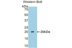 Western Blotting (WB) image for anti-Carbonic Anhydrase VI (CA6) (AA 27-181) antibody (ABIN1175960) (CA6 antibody  (AA 27-181))