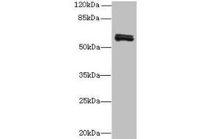 Western blot All lanes: FAM222B antibody at 2 μg/mL + Mouse liver tissue Secondary Goat polyclonal to rabbit at 1/10000 dilution Predicted band size: 60 kDa Observed band size: 60 kDa (FAM222B antibody  (AA 351-562))