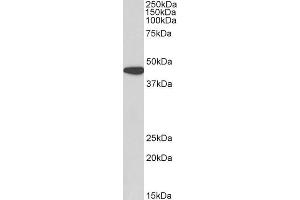 ABIN2613380 (0. (AMACR antibody  (AA 312-326))