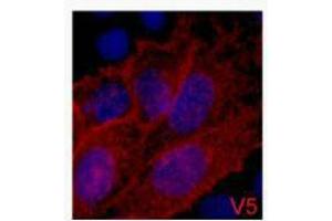 Immunofluorescence (IF) analysis of 293 cells transfected with a V5-tag protein,1:2000 dilution (blue DAPI, red anti-V5) (V5 Epitope Tag antibody)