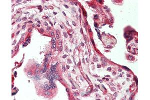 Anti-TNC / Tenascin C antibody IHC staining of human placenta. (TNC antibody  (FITC))